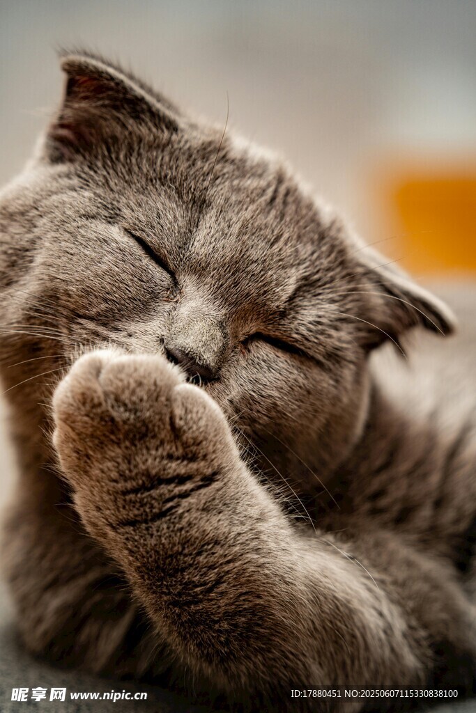 可爱的猫