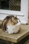 可爱的猫