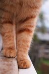 可爱的猫