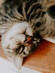 可爱的猫