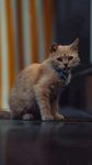 可爱的猫