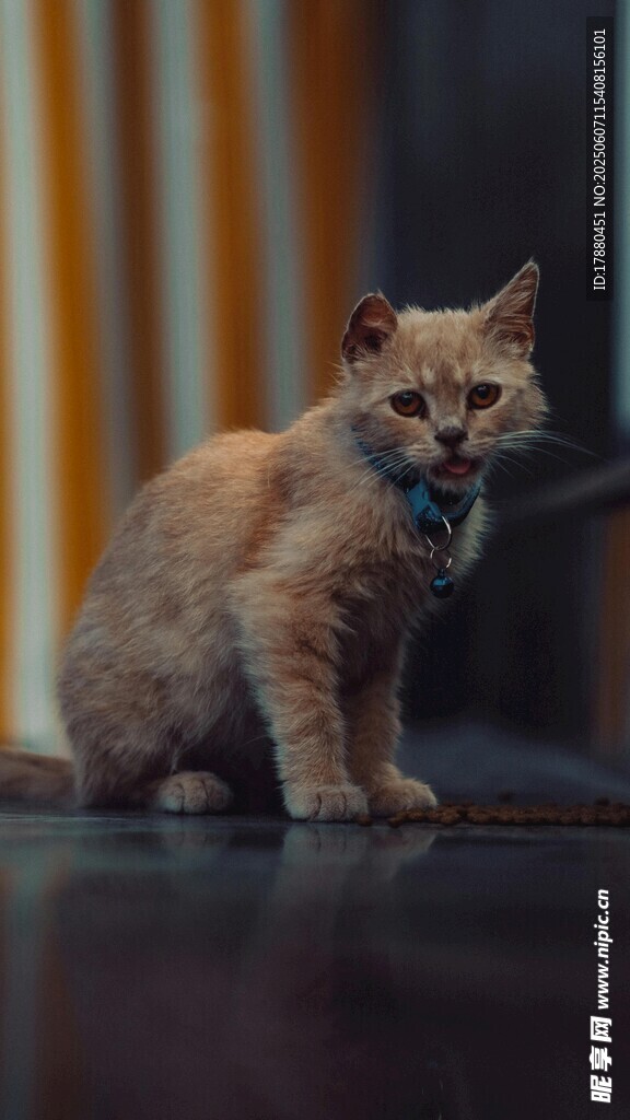 可爱的猫