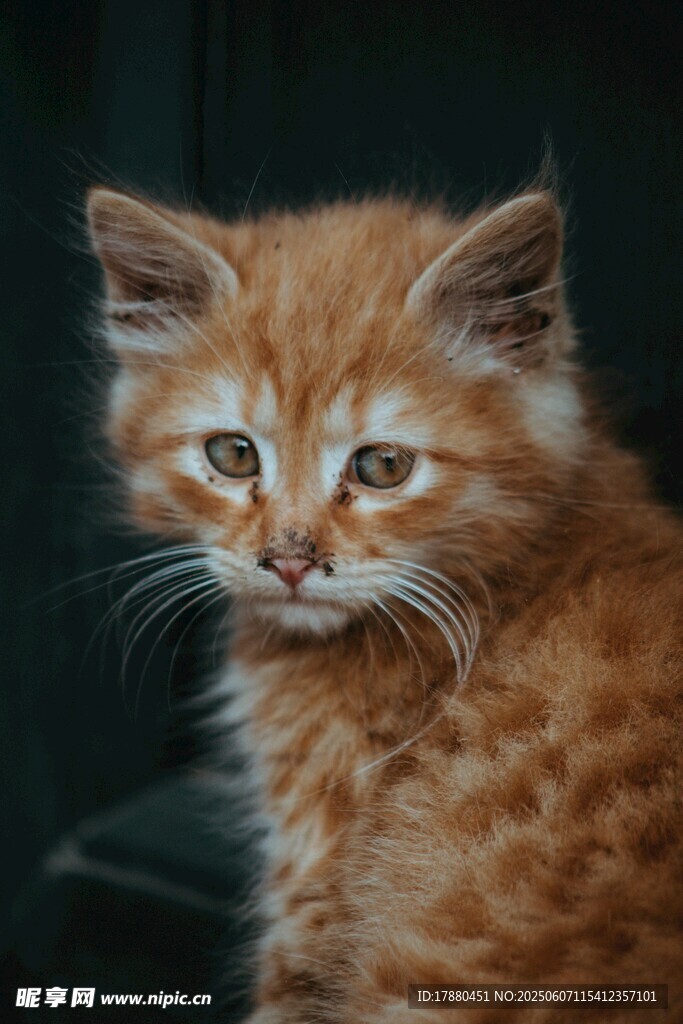 可爱的猫
