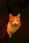 可爱的猫