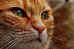 可爱的猫
