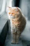 可爱的猫