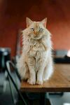 可爱的猫