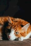 可爱的猫