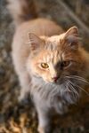 可爱的猫