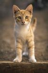 可爱的猫