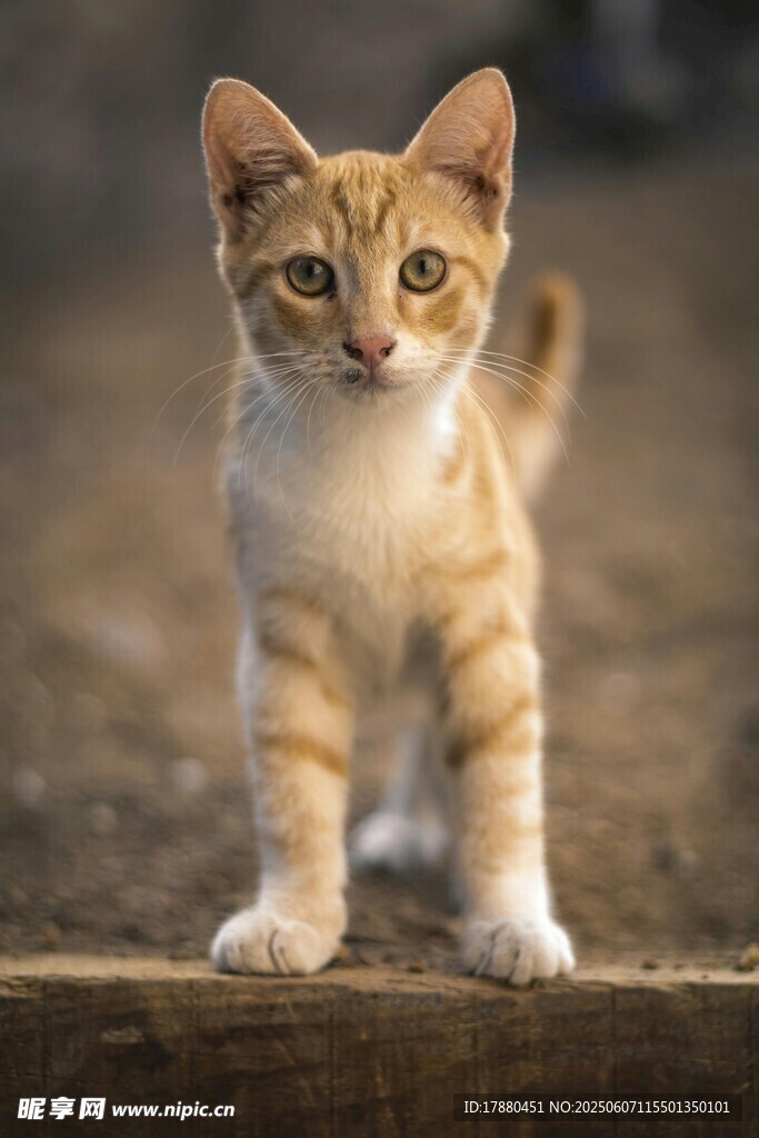 可爱的猫