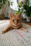 可爱的猫
