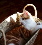 可爱的猫