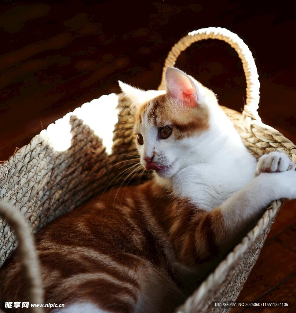 可爱的猫