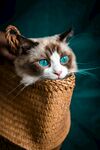 可爱的猫