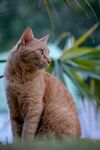 可爱的猫