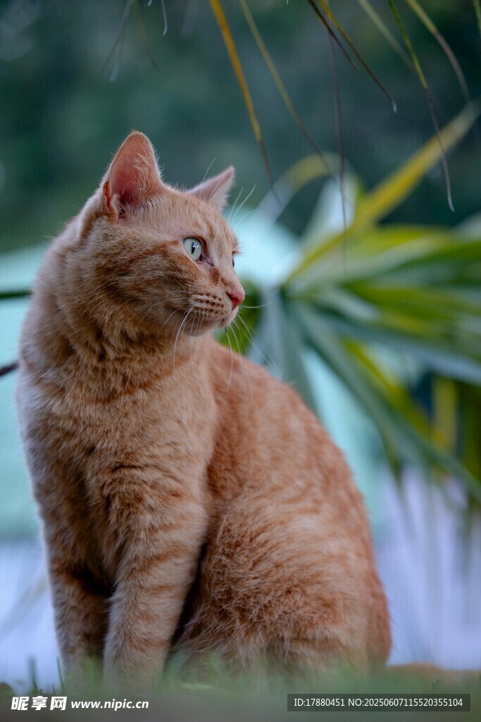 可爱的猫