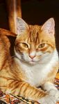 可爱的猫