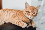 可爱的猫