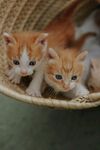 可爱的猫