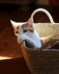 可爱的猫