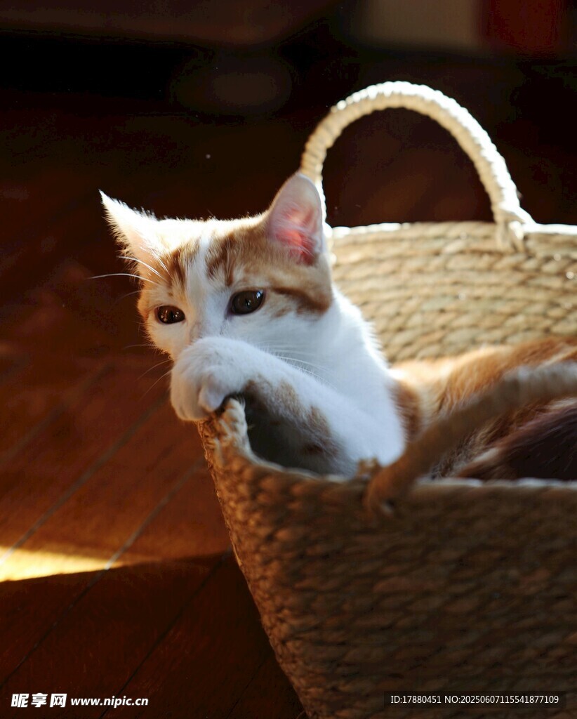 可爱的猫