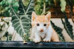 可爱的猫