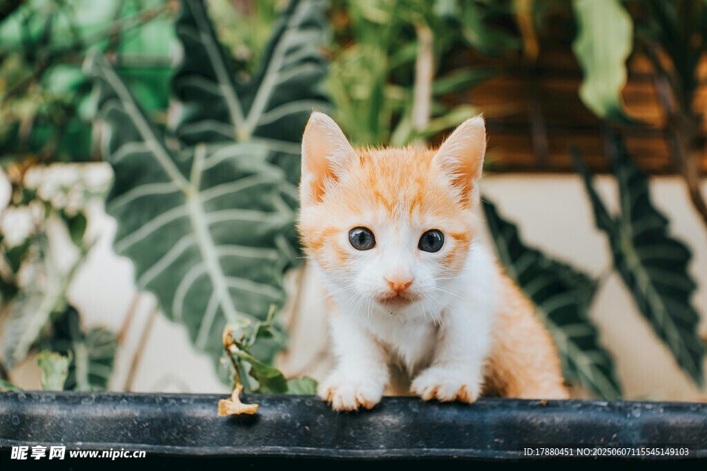 可爱的猫
