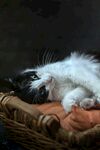 可爱的猫