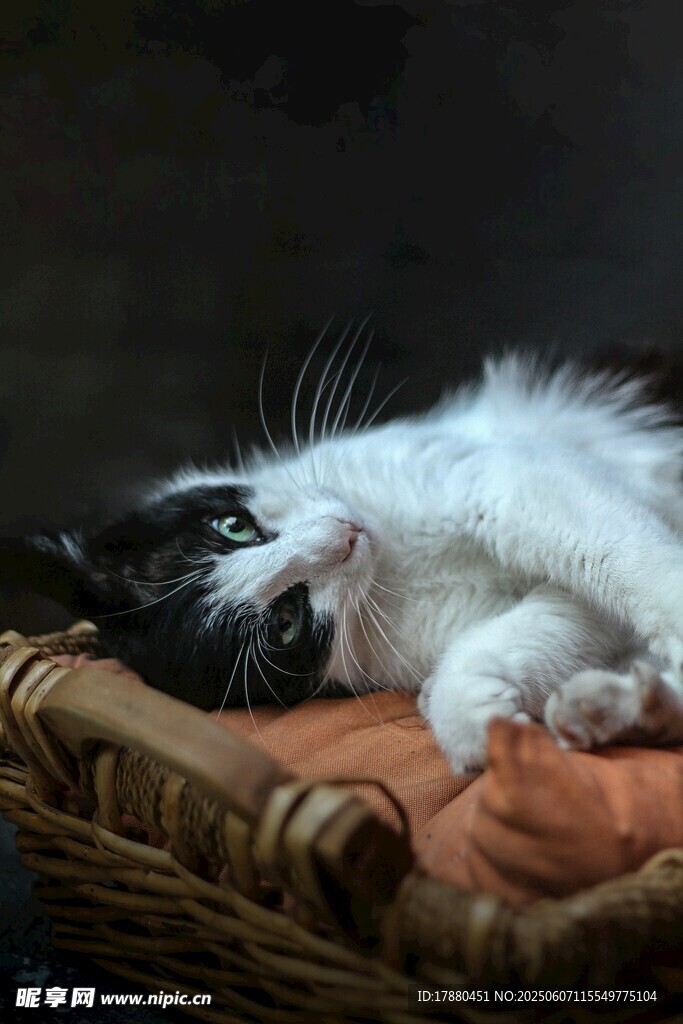 可爱的猫