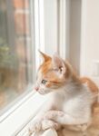 可爱的猫