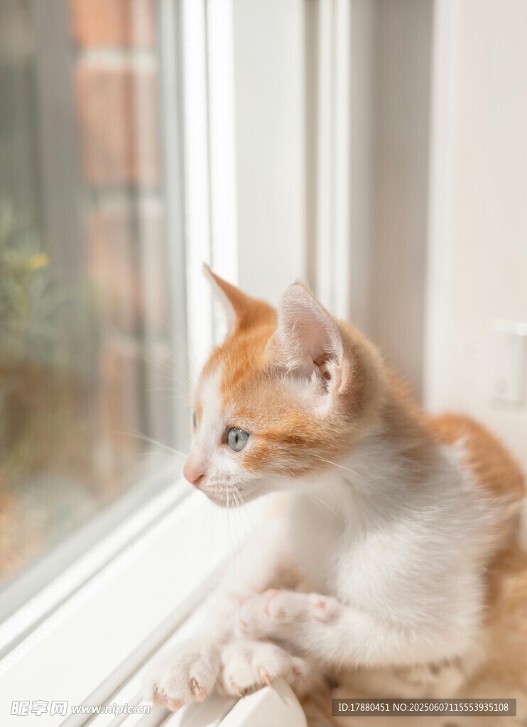 可爱的猫