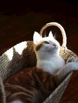 可爱的猫