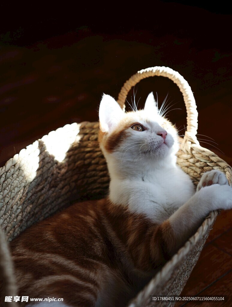 可爱的猫