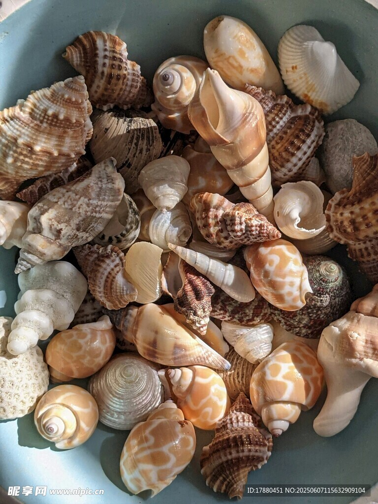 贝壳