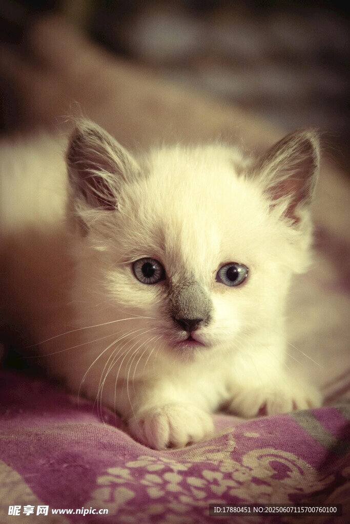 可爱的猫