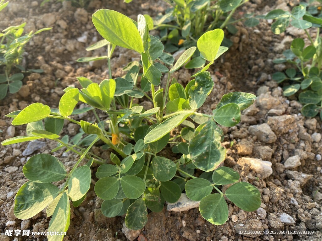 花生植株