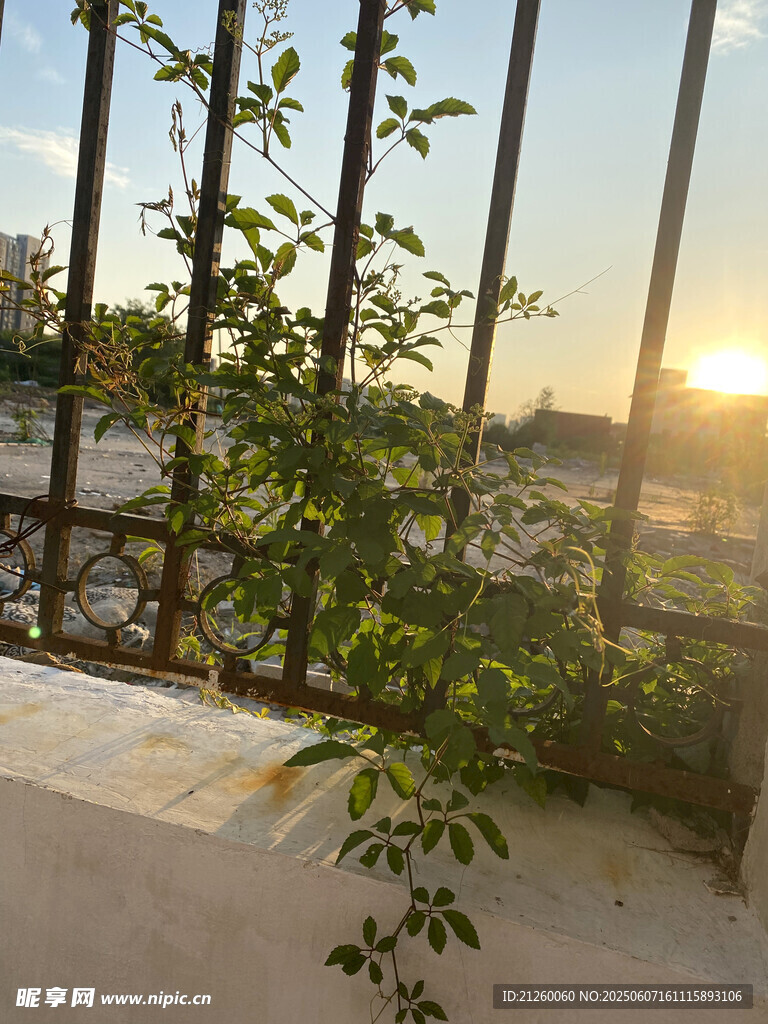 夕阳下藤蔓