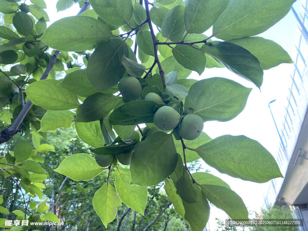 青柿