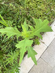 翅果菊