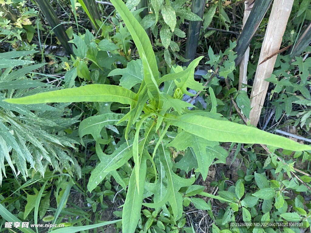 翅果菊