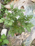 土豆植株