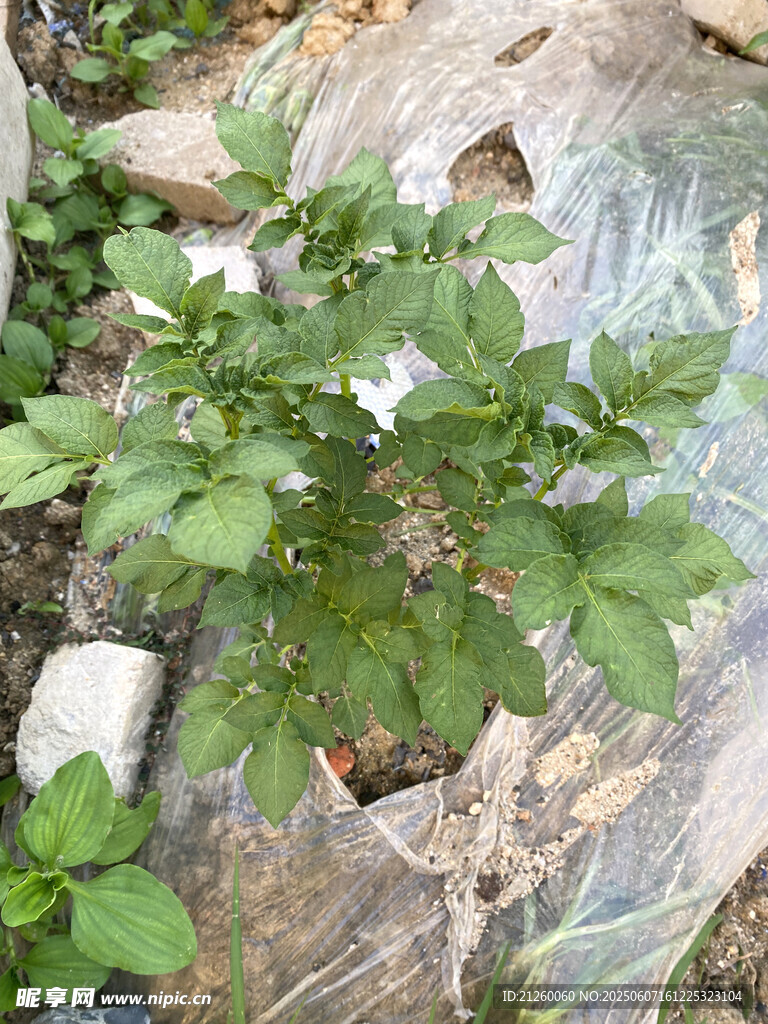 土豆植株