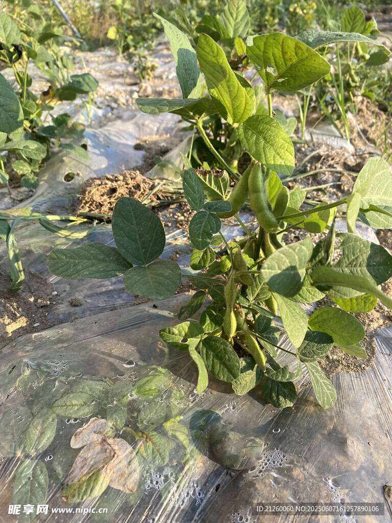 黄豆植株