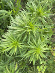 飞蓬草 