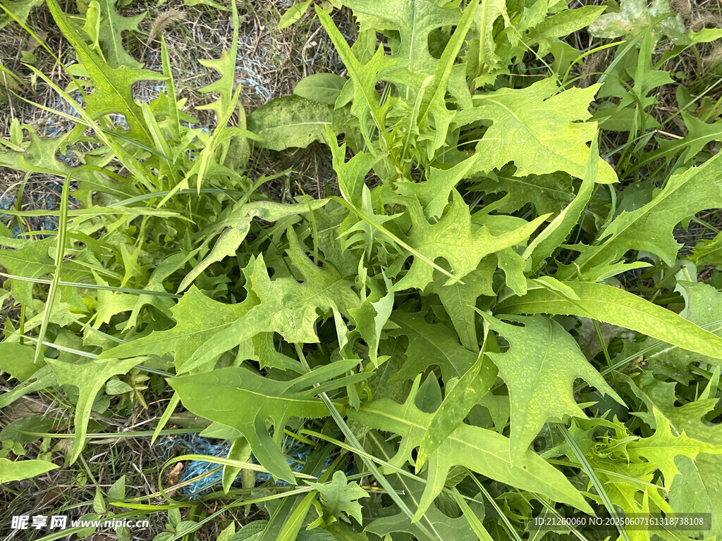 翅果菊