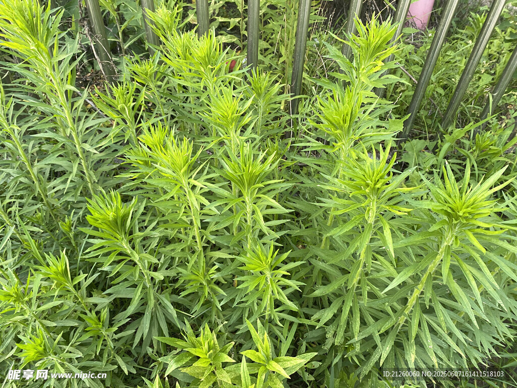 飞蓬草