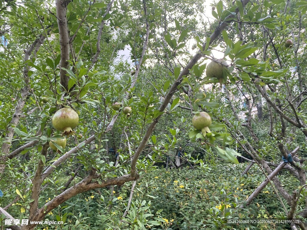 石榴树