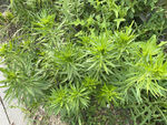 飞蓬草