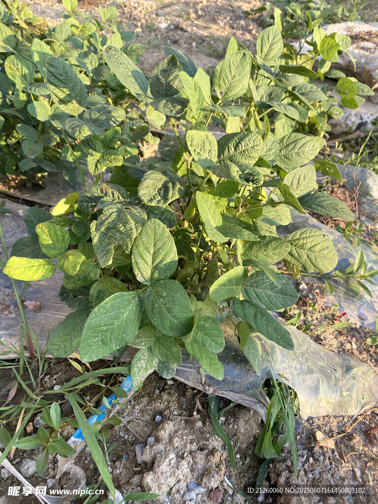 黄豆植株